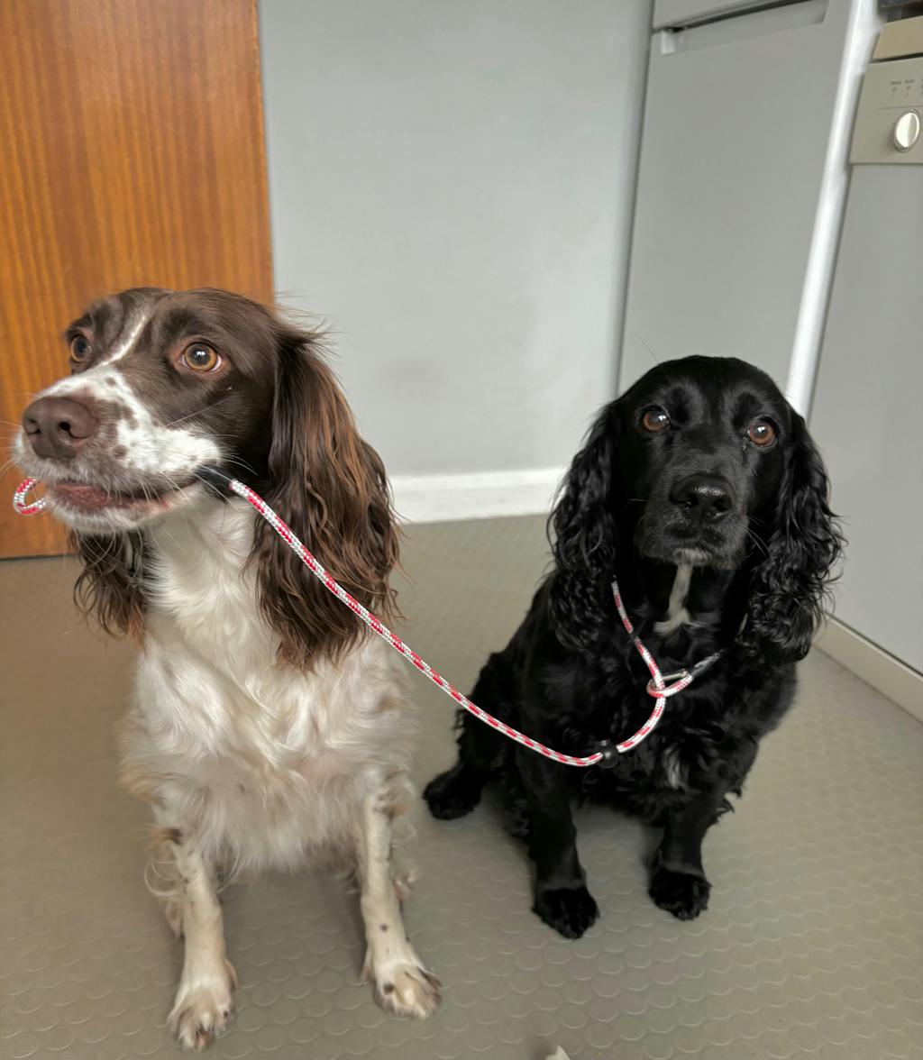 Complete Plaque Removal Kit For Dogs - The Ultimate Bundle - Massive Savings!