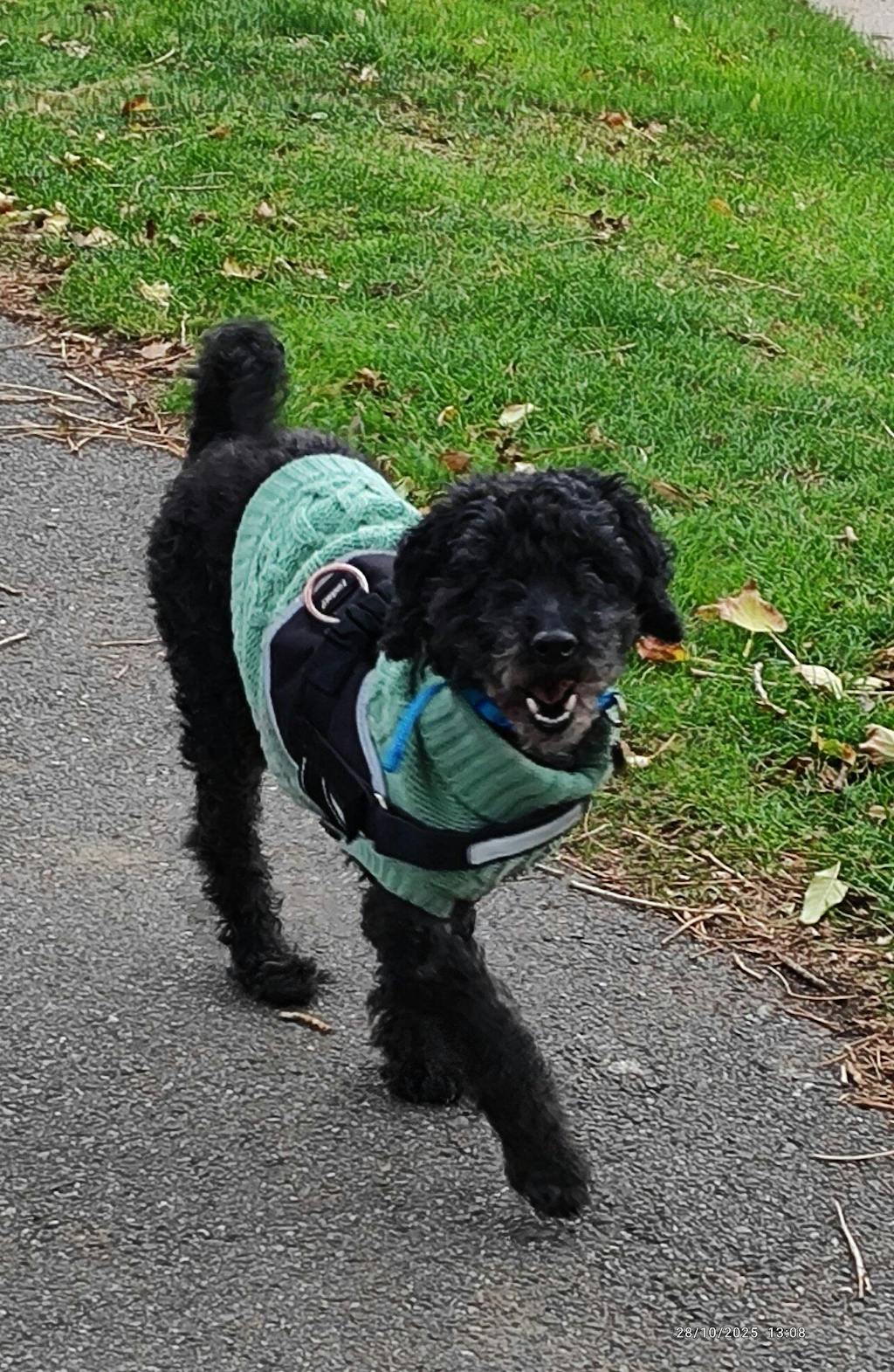 Power Plus Joint Care Supplement for Medium Sized Dogs - for Stiff Joints and Movement with Glucosamine, Chondroitin, MSM, Turmeric and Green Lipped Mussel.