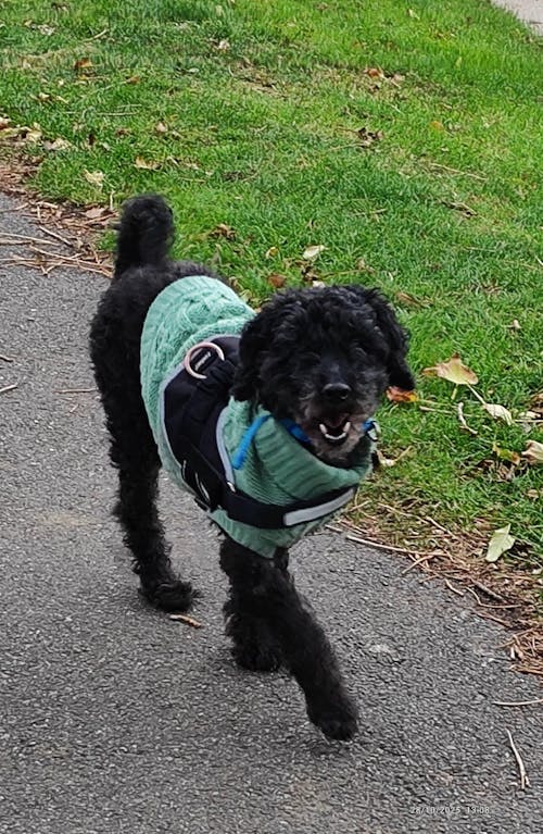 Power Plus Joint Care Supplement for Medium Sized Dogs - for Stiff Joints and Movement with Glucosamine, Chondroitin, MSM, Turmeric and Green Lipped Mussel.