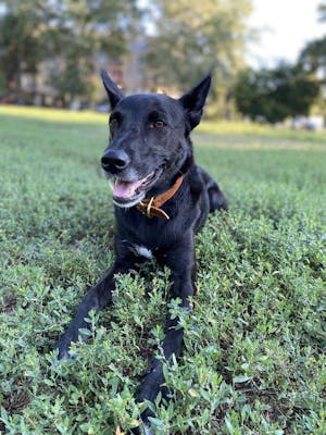 Caramel Buttercream Collar