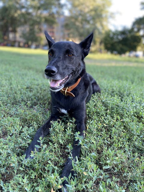 Caramel Buttercream Collar