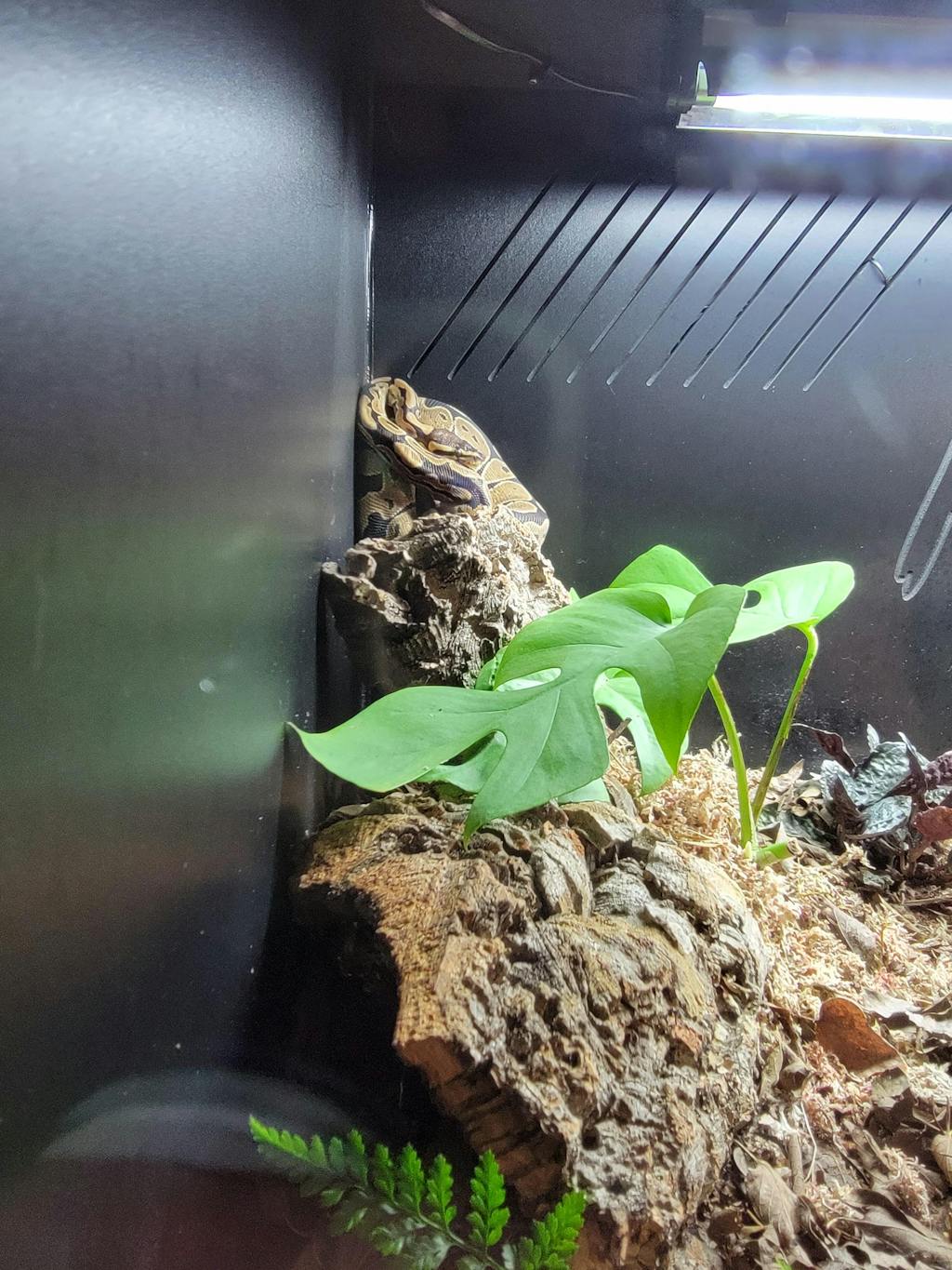 Premium PVC Reptile Enclosure 4'x2'x2' ft Kages