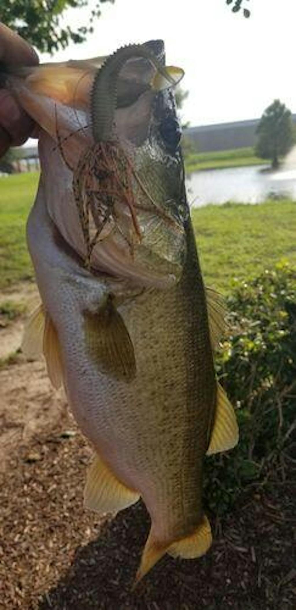 MadBite Bladed Jig Fishing Lures KastKing