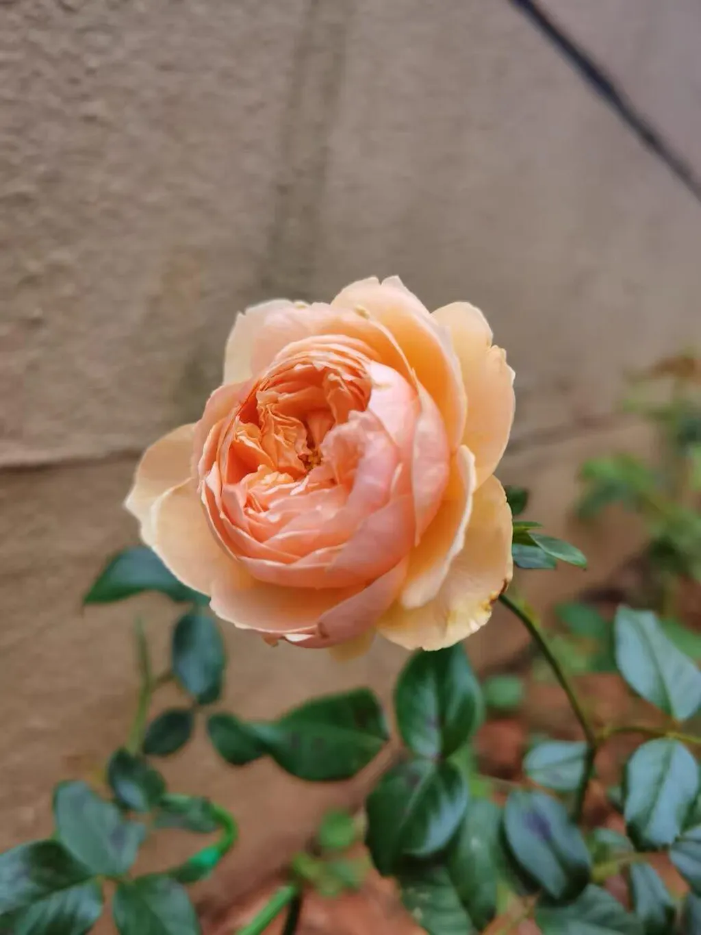 Kate Roses