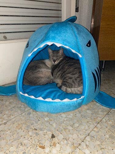 Cat clearance shark bed