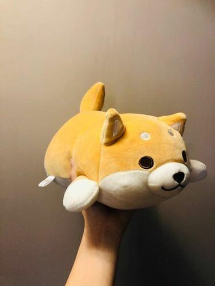 Big Head Small Body Shiba Plushie – Kawaiies