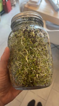 Keimgrün Sprossenglas "Doppelset"