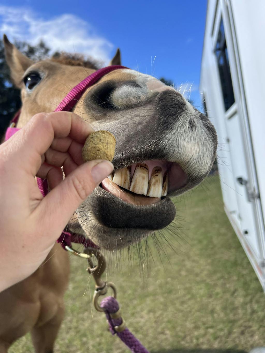 Home Kelcie's Horse Treats