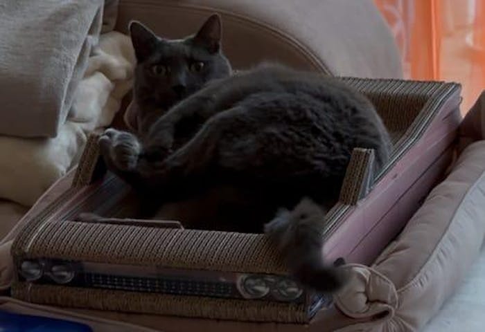 „Catillac" Kratzmöbel