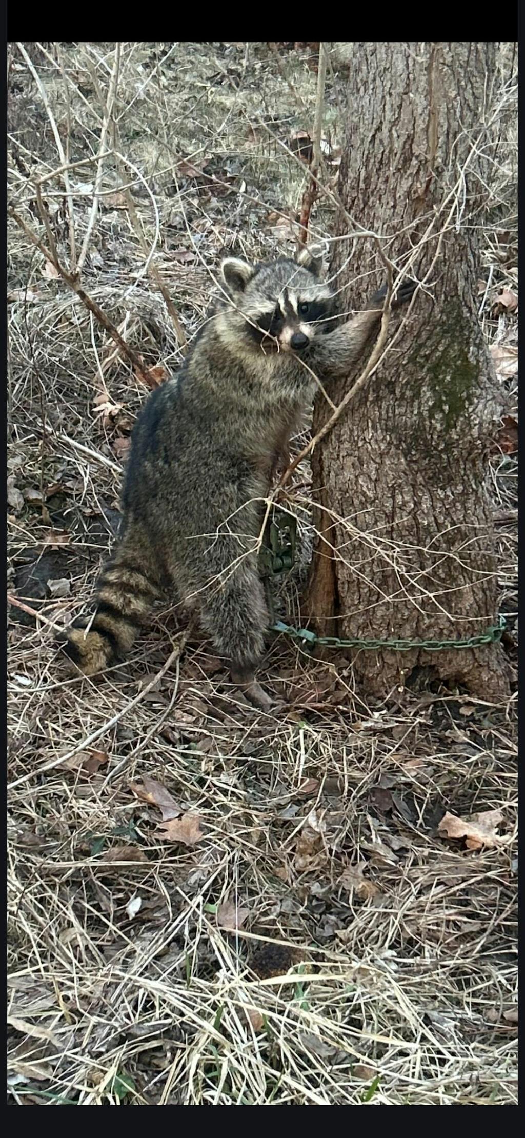 KG Raccoon Trapping Kit