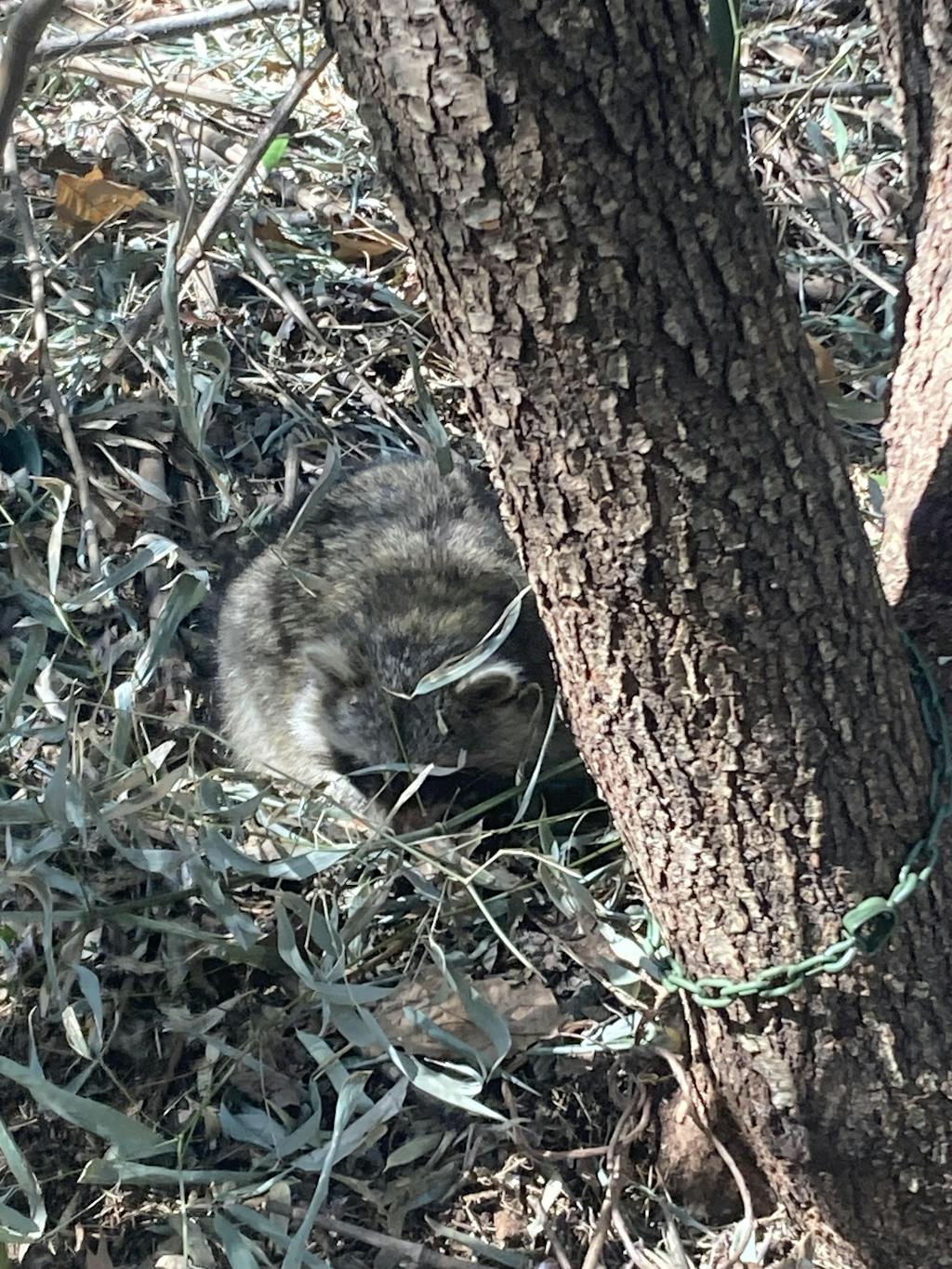 KG Raccoon Trapping Kit