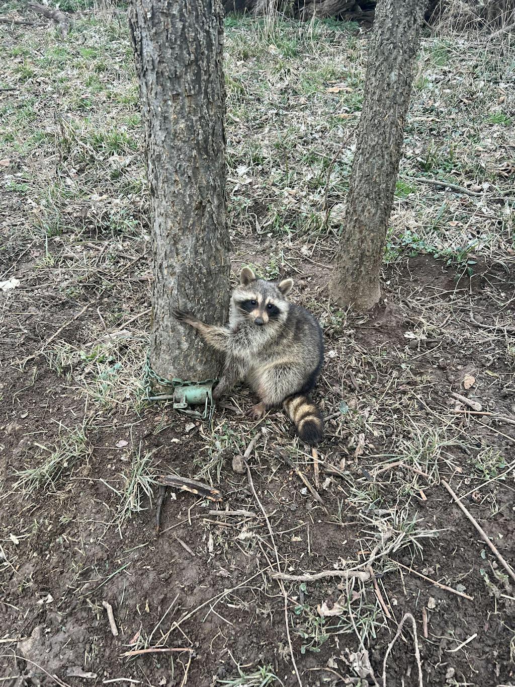 KG Raccoon Trapping Kit