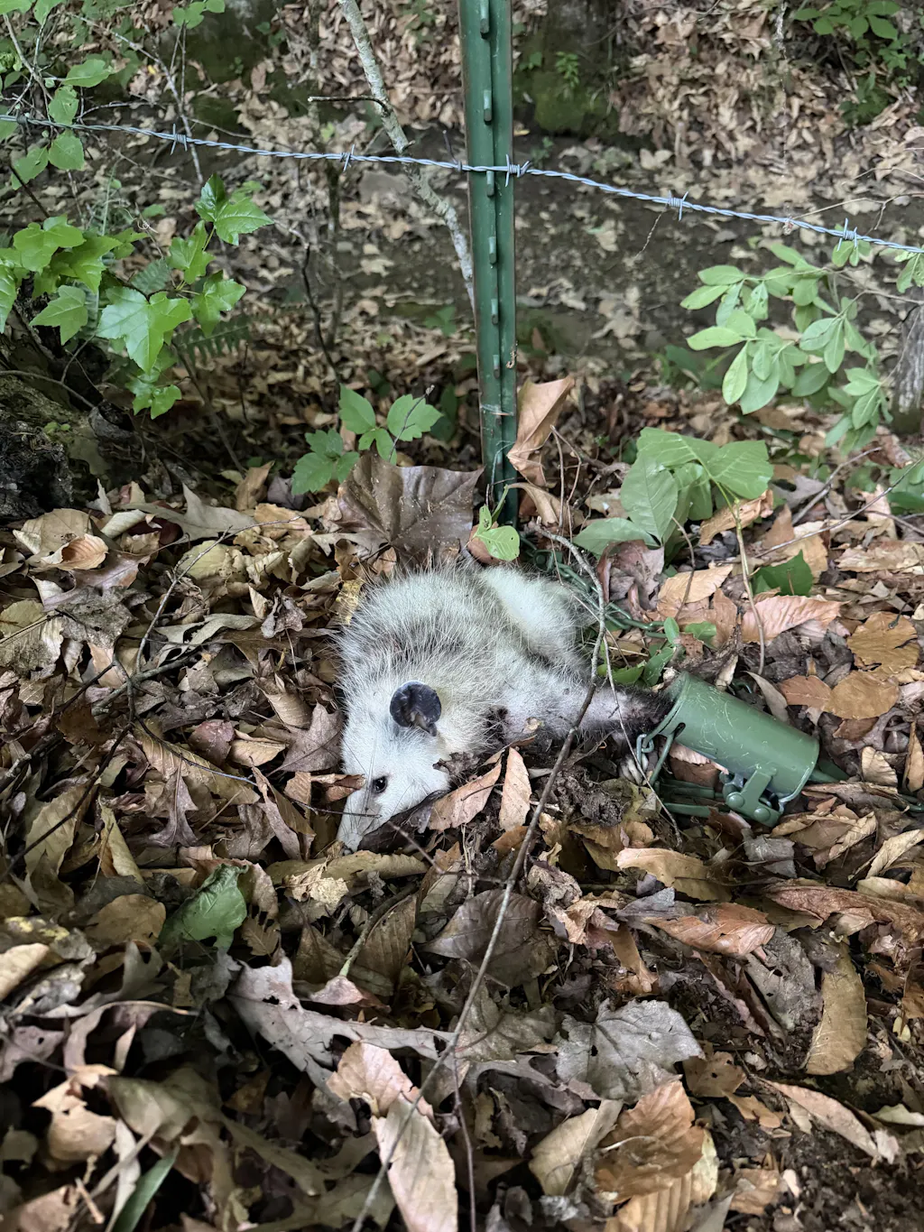 KG Raccoon Trapping Kit
