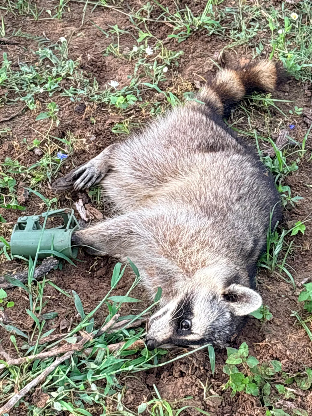 KG Raccoon Trapping Kit