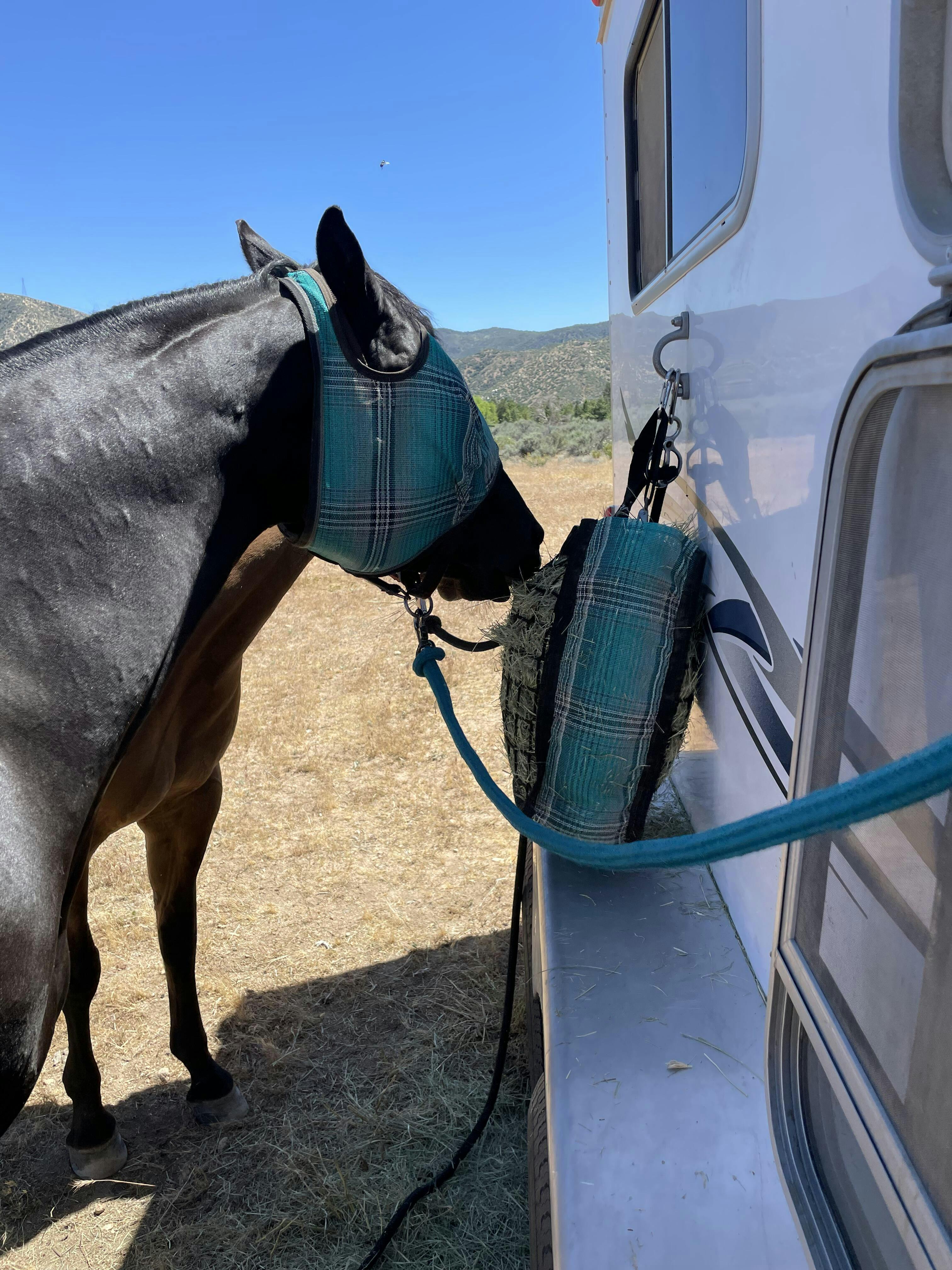 busy horse hay bag