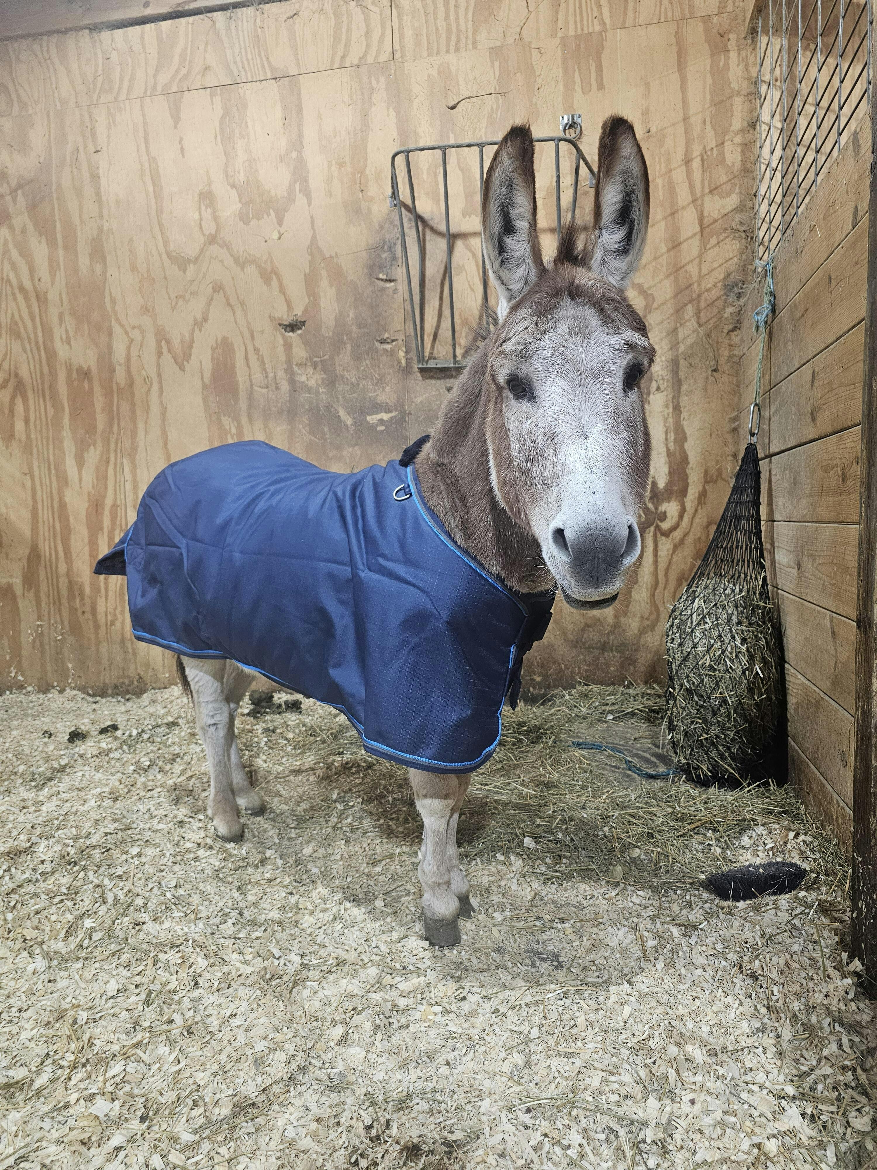 Mini Donkey & Horse Turnout Blanket – 180G Medium Weight