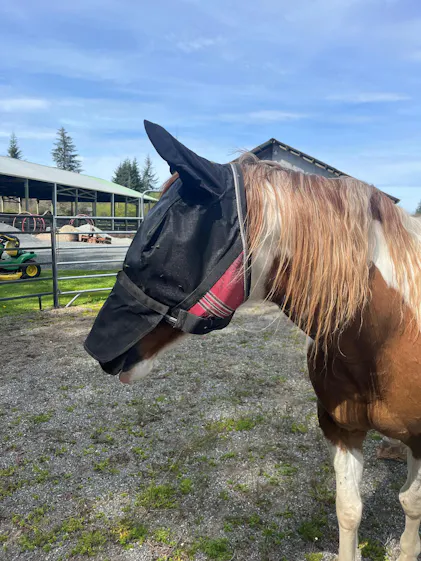 Kensington Equine UViator Horse Fly Mask w/Ears | 90% UV Protection