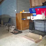 Rodent Repellent Balls for Home Kitchen customer review photo 6