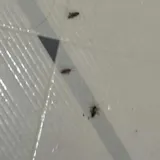 Khaha - Cockroach Killer Gel 30g customer review photo 3