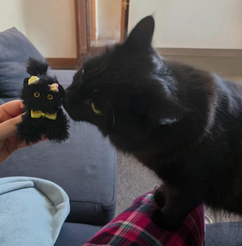 Black Kitten Collection