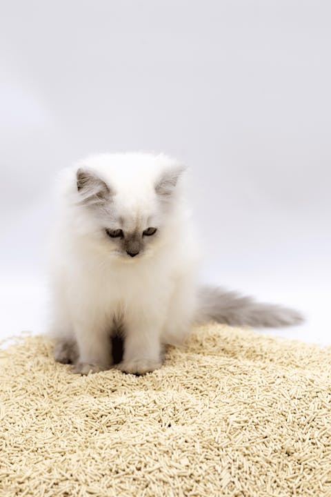 Athena Tofu Cat Litter