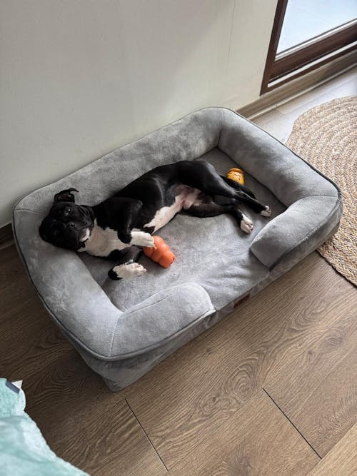 Cama Perro con Almohada 89 x 63 cm Buddy's Pet Supplies