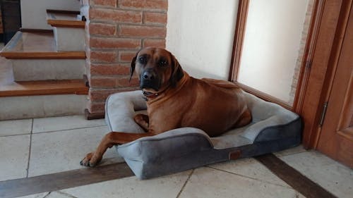 Cama Perro con Almohada 89 x 63 cm Buddy's Pet Supplies