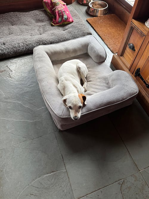 Cama Perro con Almohada 71 x 58 cm Buddy's Pet Supplies