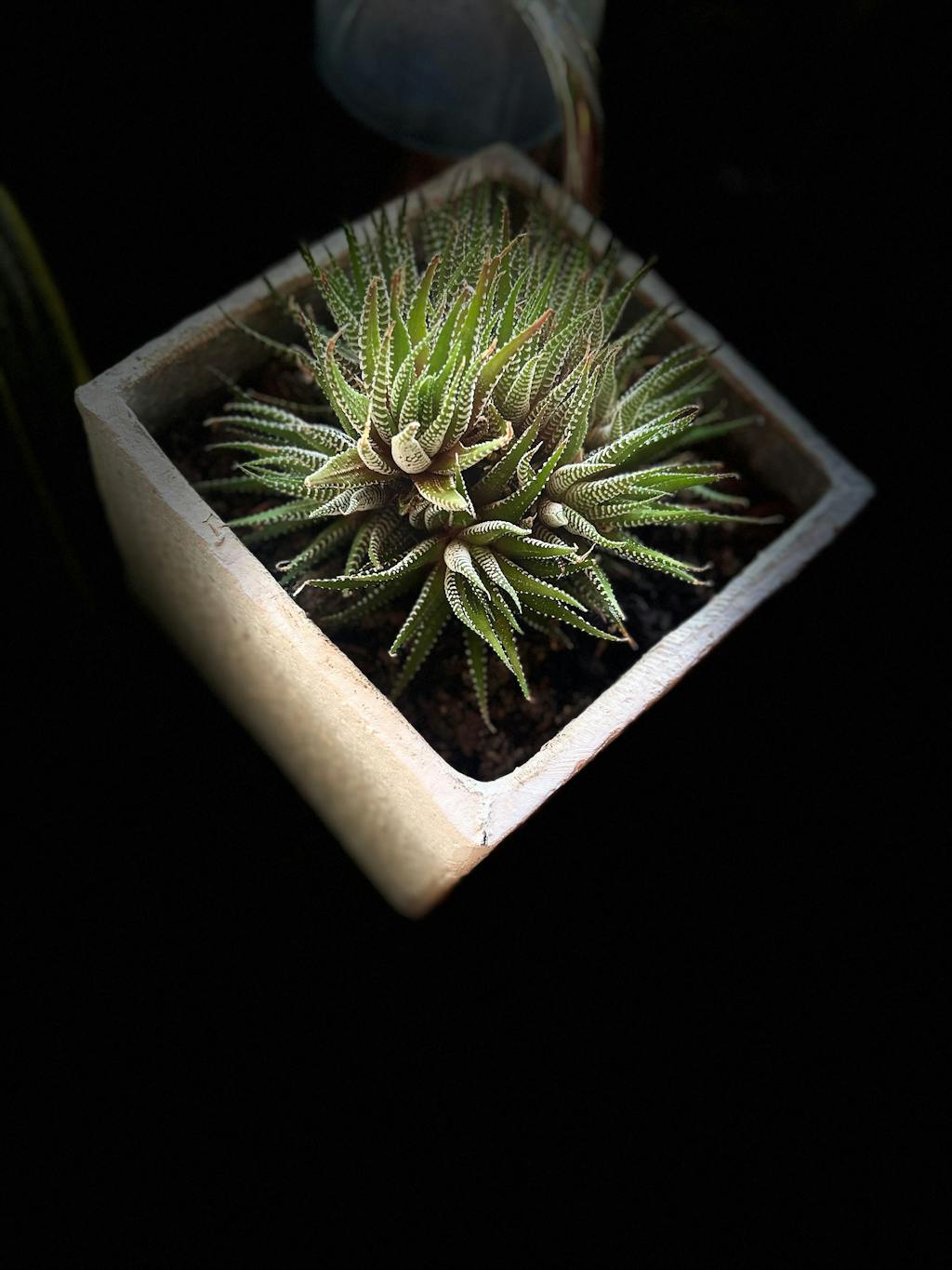 Macetero Caliza EchoHaus