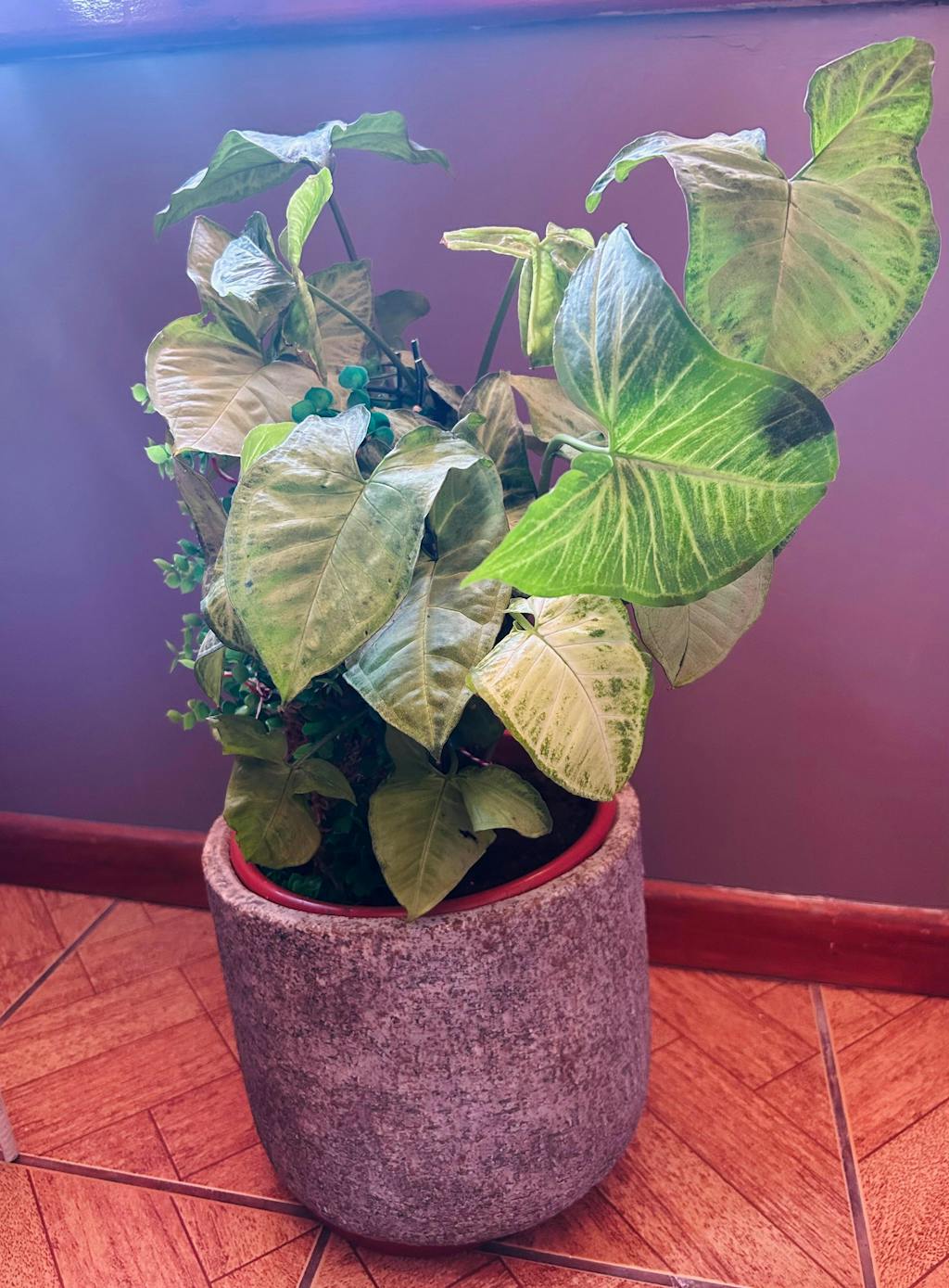 Macetero Toscana EchoHaus