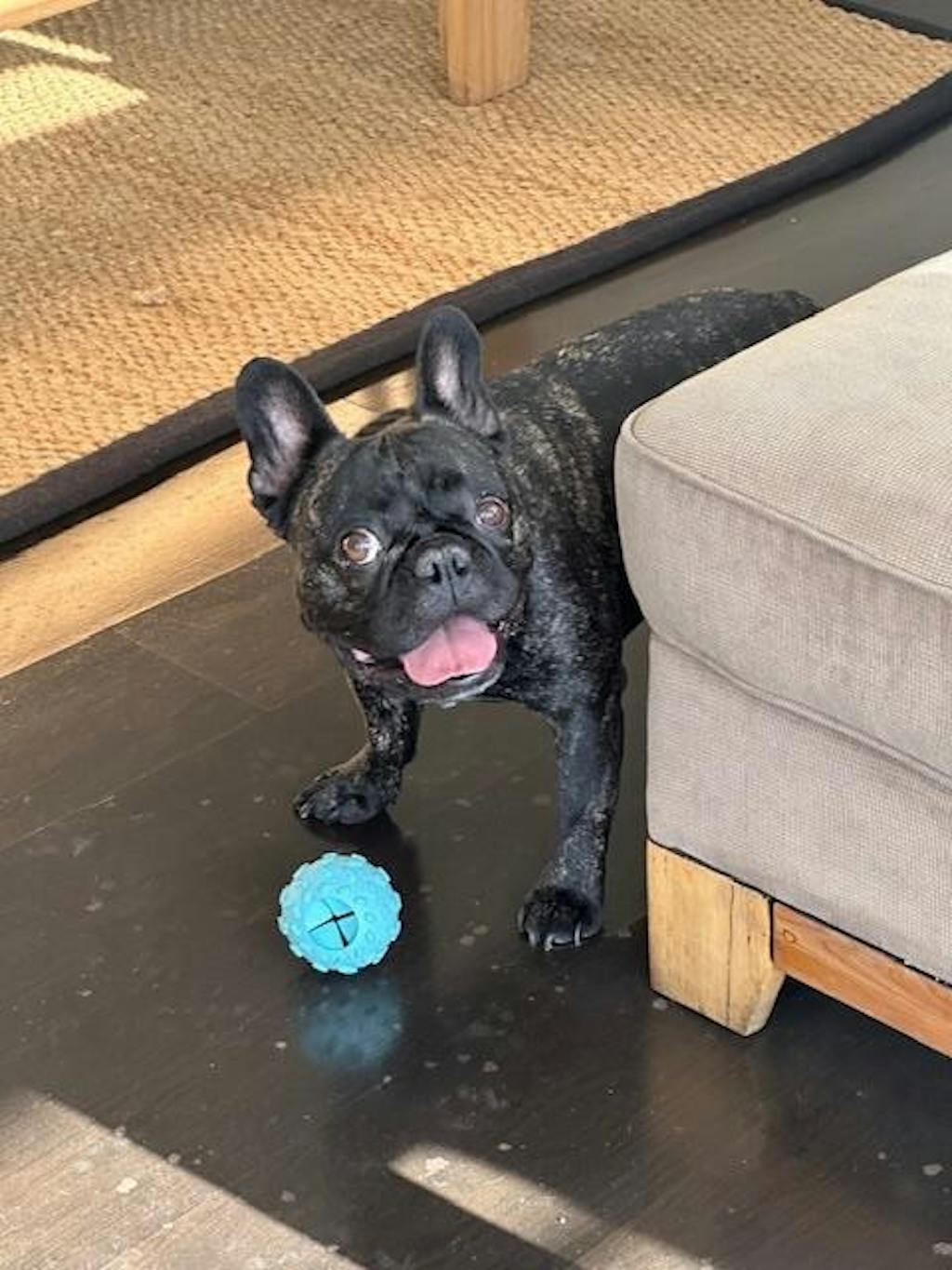 Pelota Interactiva para Perros Azul Buddy´s Pet Supplies 1 un