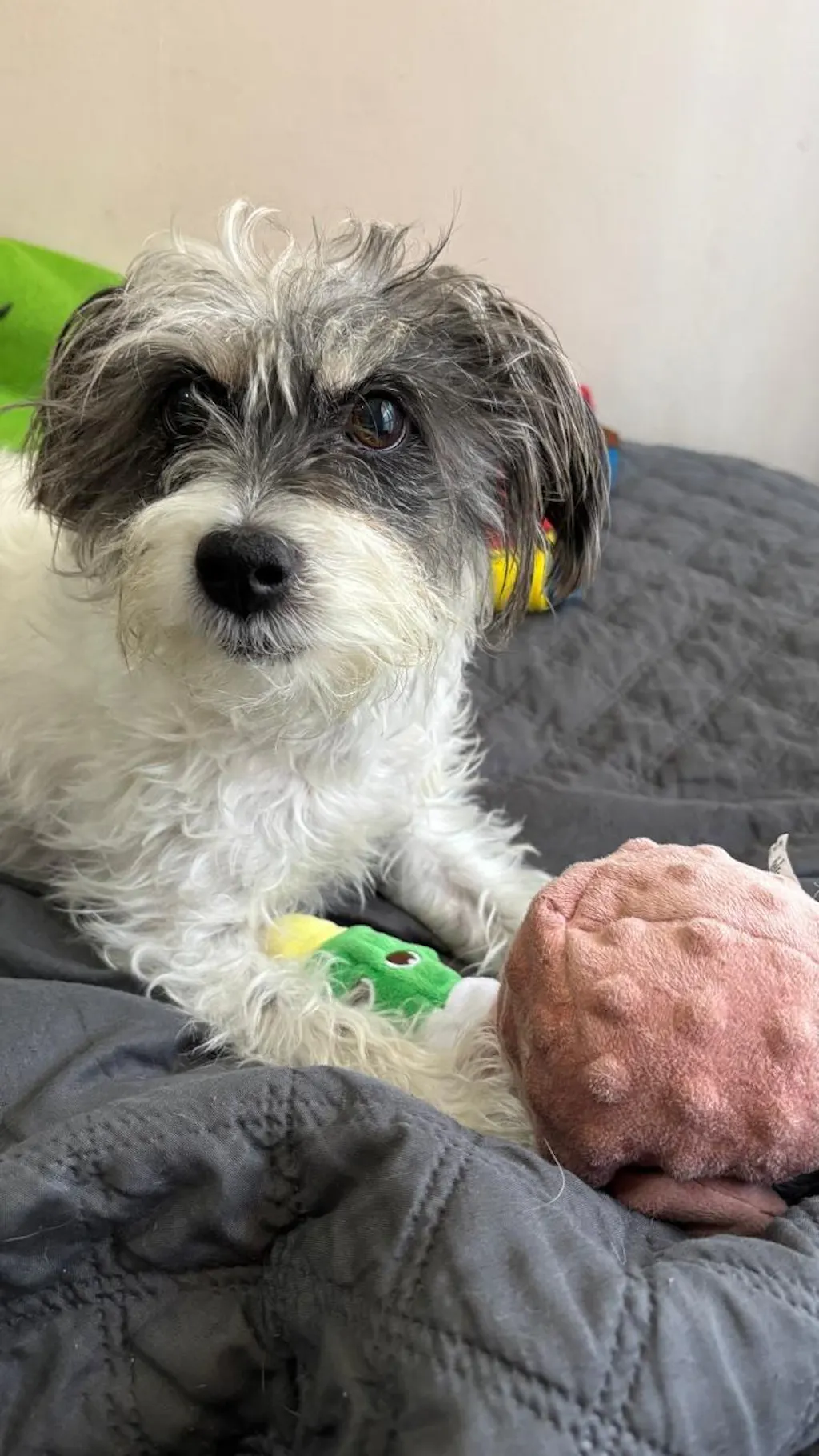 Peluche de Pato para Perros Buddy´s Pet Supplies 1 un