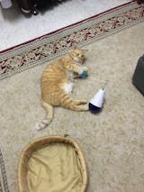 Kittio – Cat Toys With Purpose