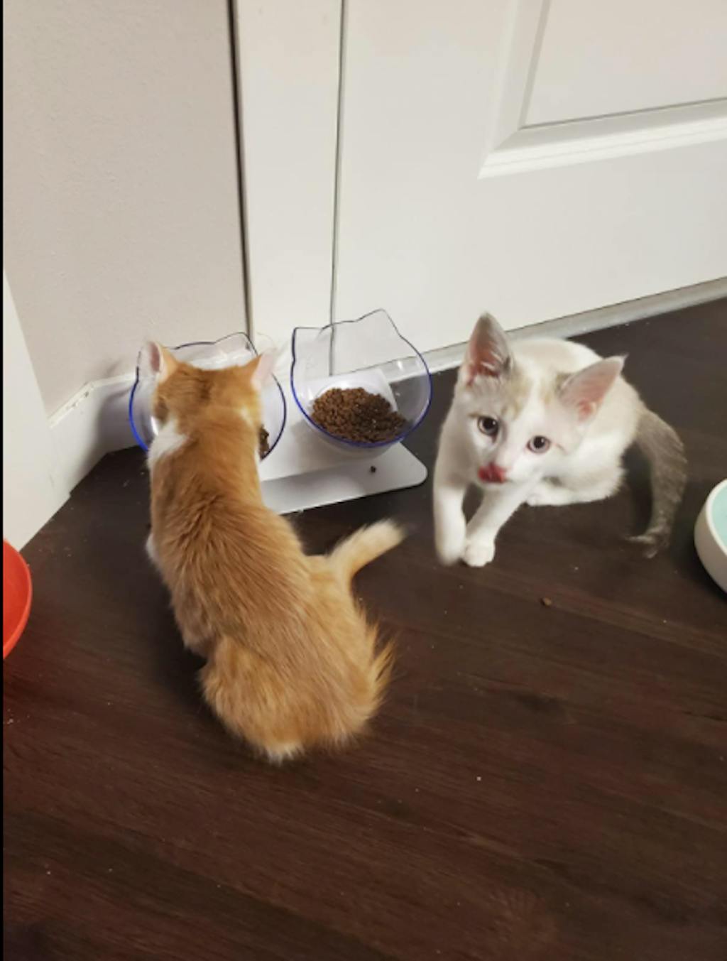 KITTY BOWL PLUS™ ORTHOPEDIC & ANTIVOMITING Kitty Bowl Plus