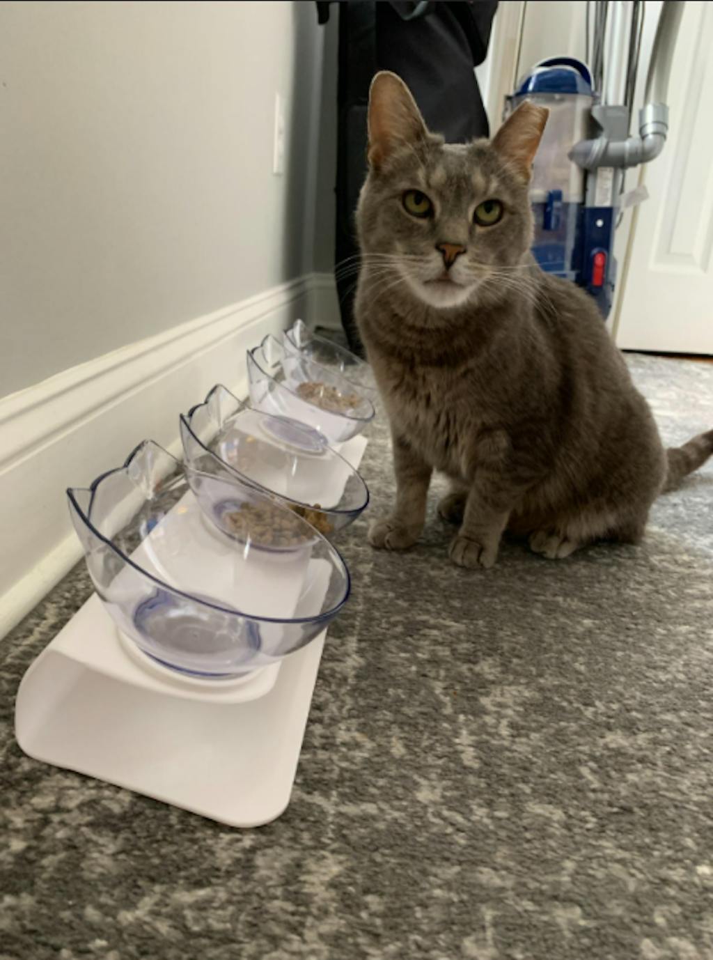 KITTY BOWL PLUS™ ORTHOPEDIC & ANTIVOMITING Kitty Bowl Plus