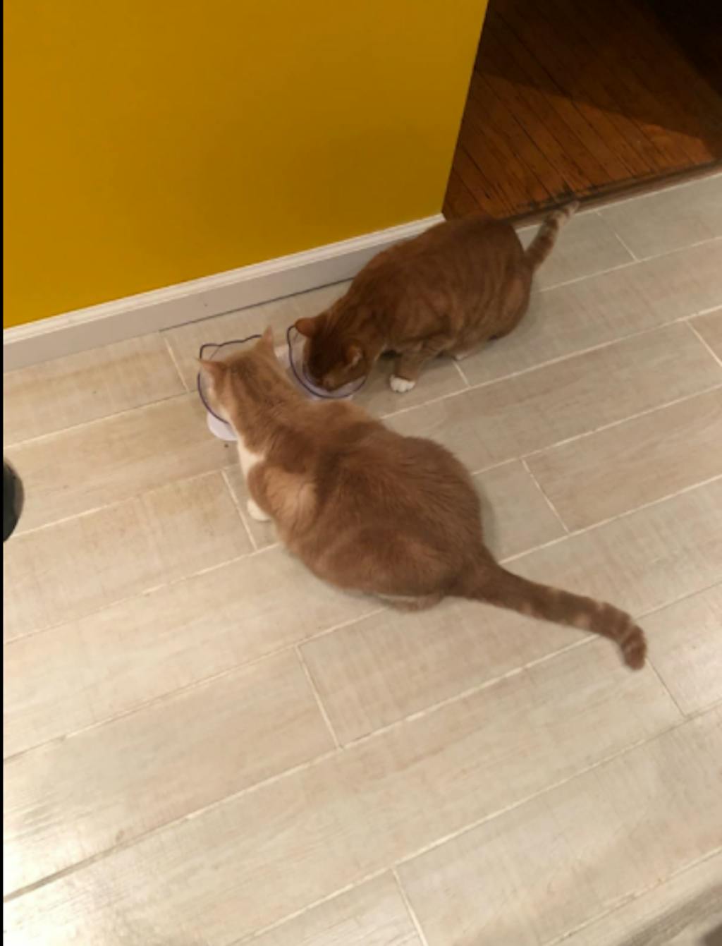 KITTY BOWL PLUS™ ORTHOPEDIC & ANTIVOMITING Kitty Bowl Plus