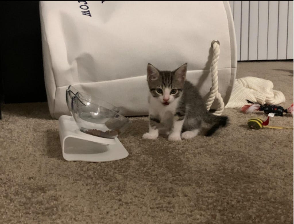 KITTY BOWL PLUS ORTHOPEDIC & ANTIVOMITING Kitty Bowl Plus