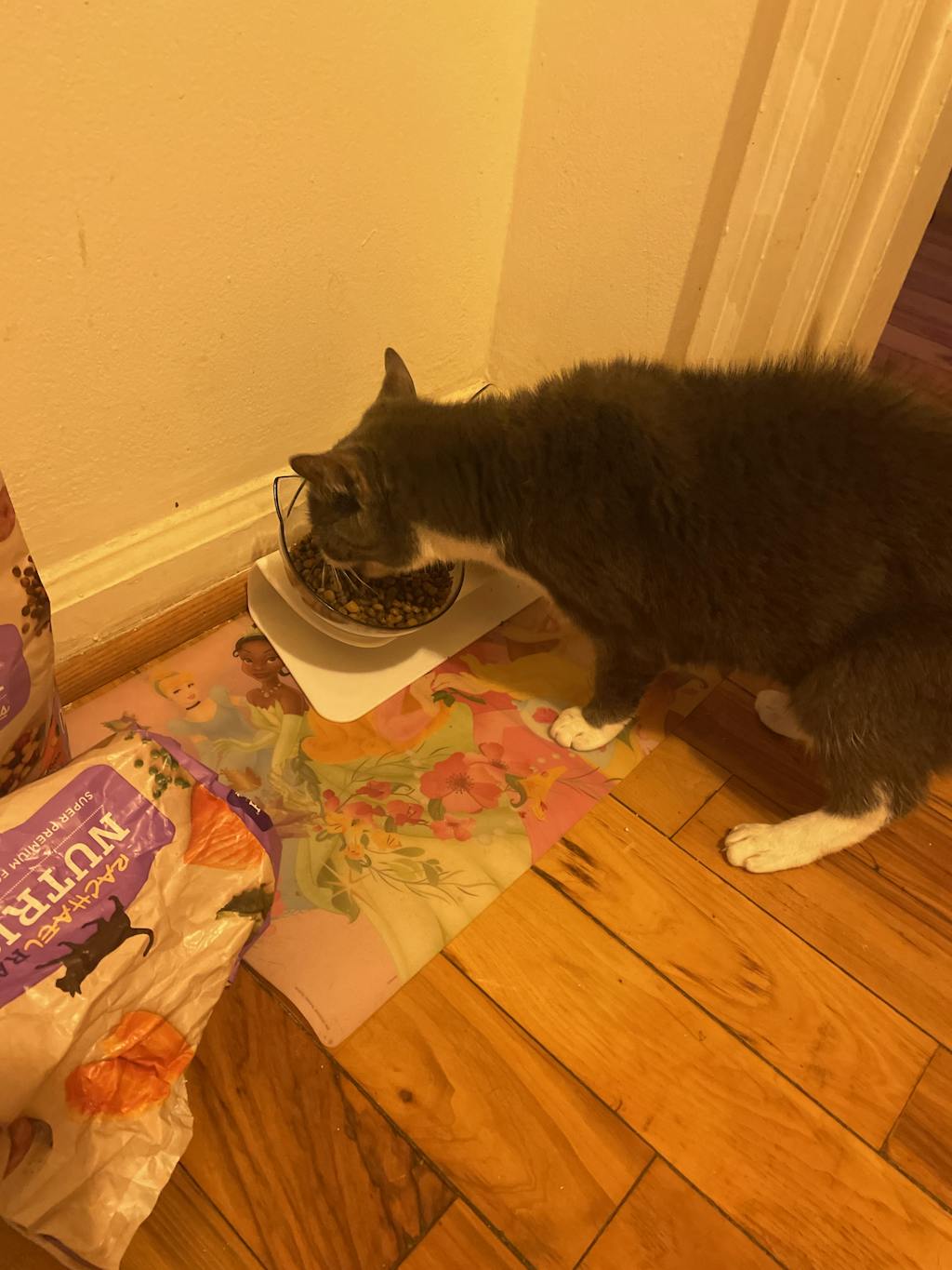 KITTY BOWL PLUS ORTHOPEDIC & ANTIVOMITING Kitty Bowl Plus