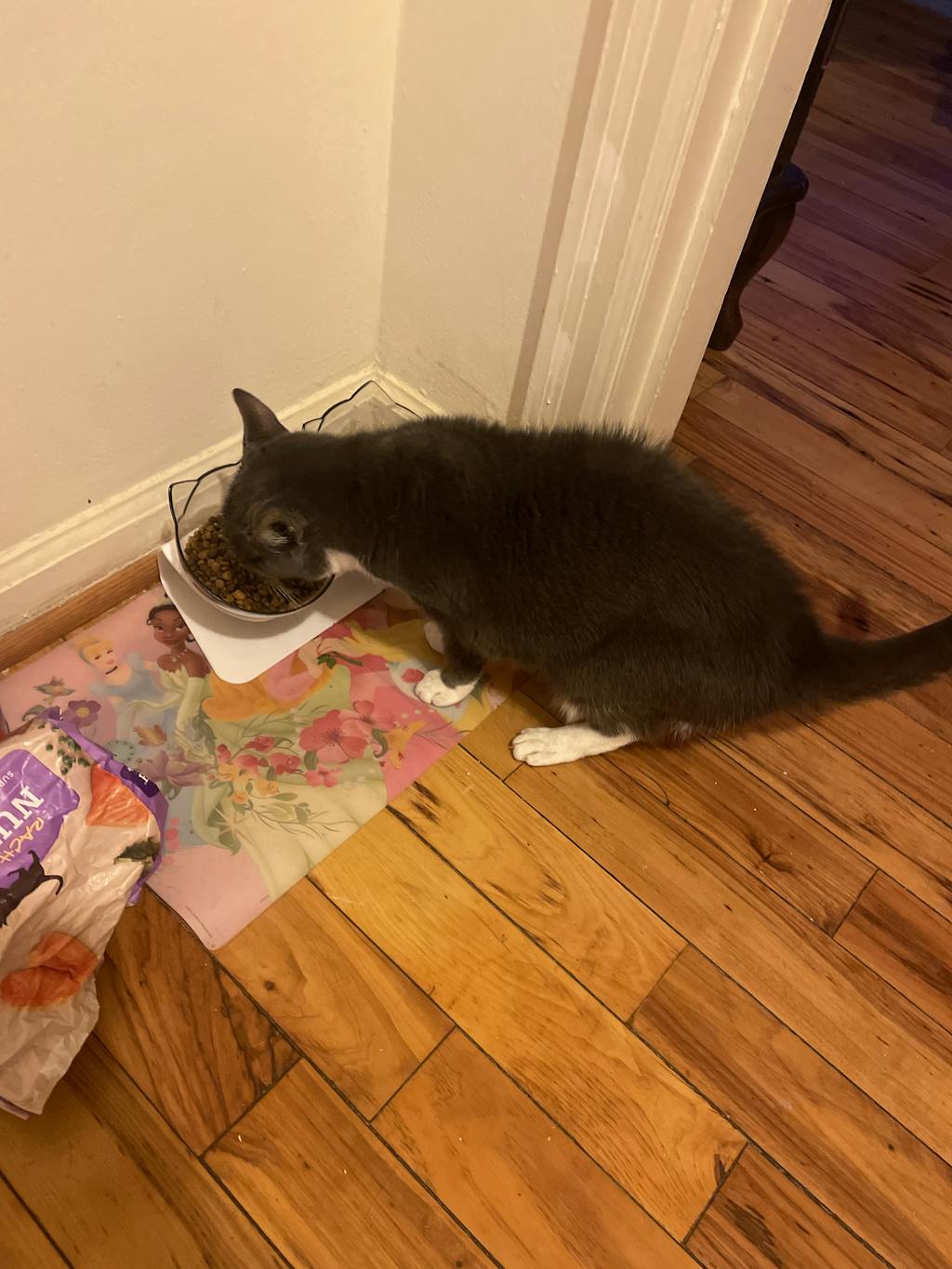 KITTY BOWL PLUS ORTHOPEDIC & ANTIVOMITING Kitty Bowl Plus