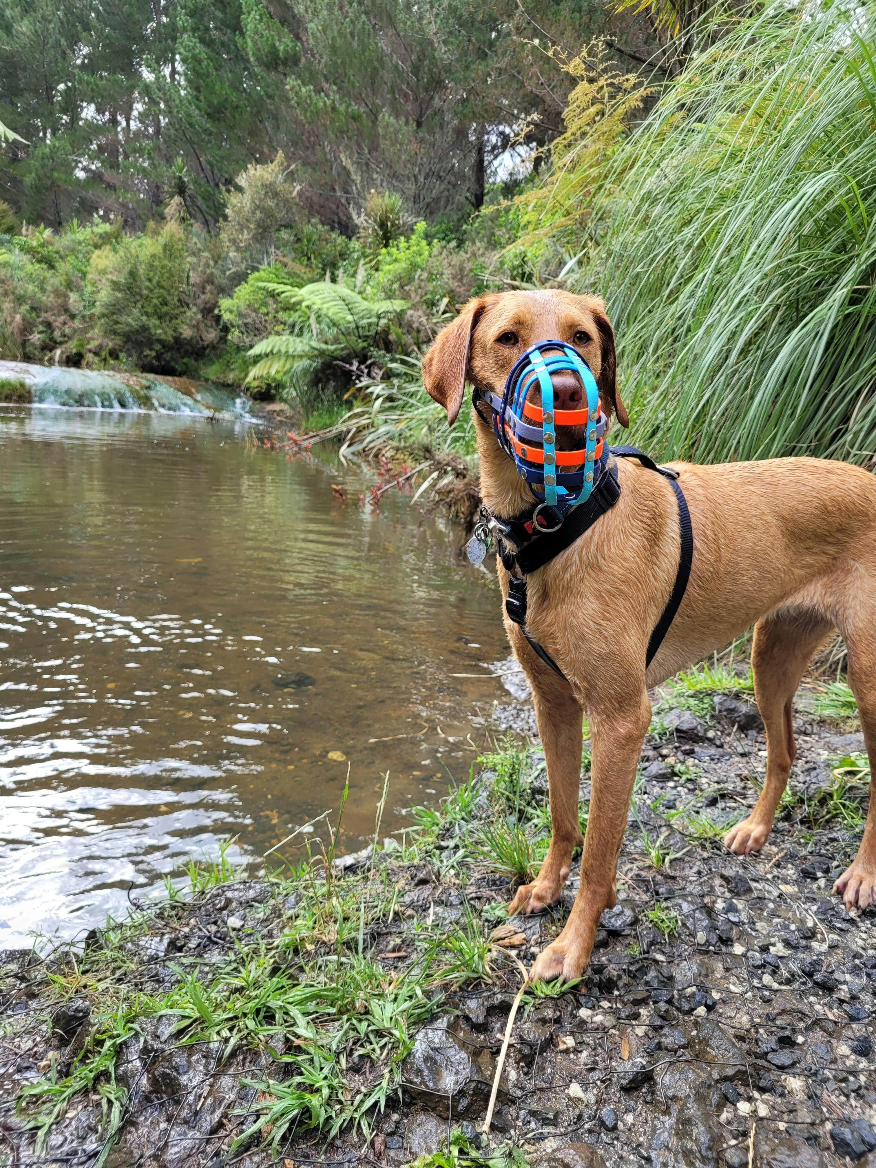 Dog Muzzle NZ Kiwi Canine