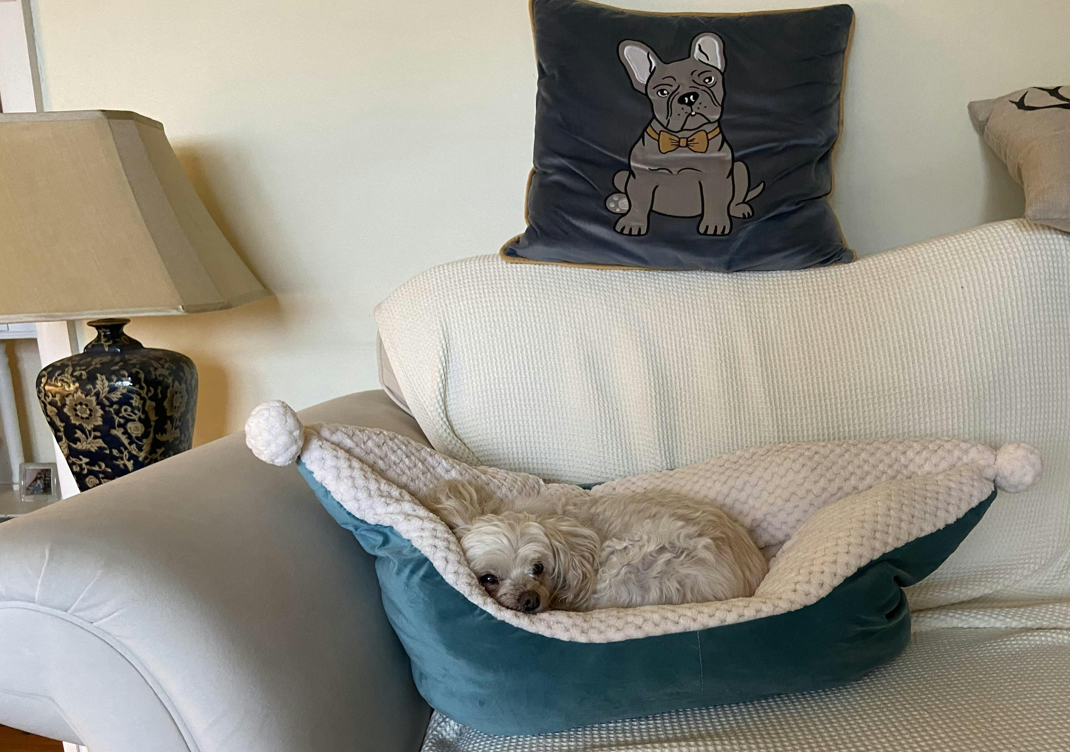 DreamBoat Calming Dog Bed Koa's Pet Shop