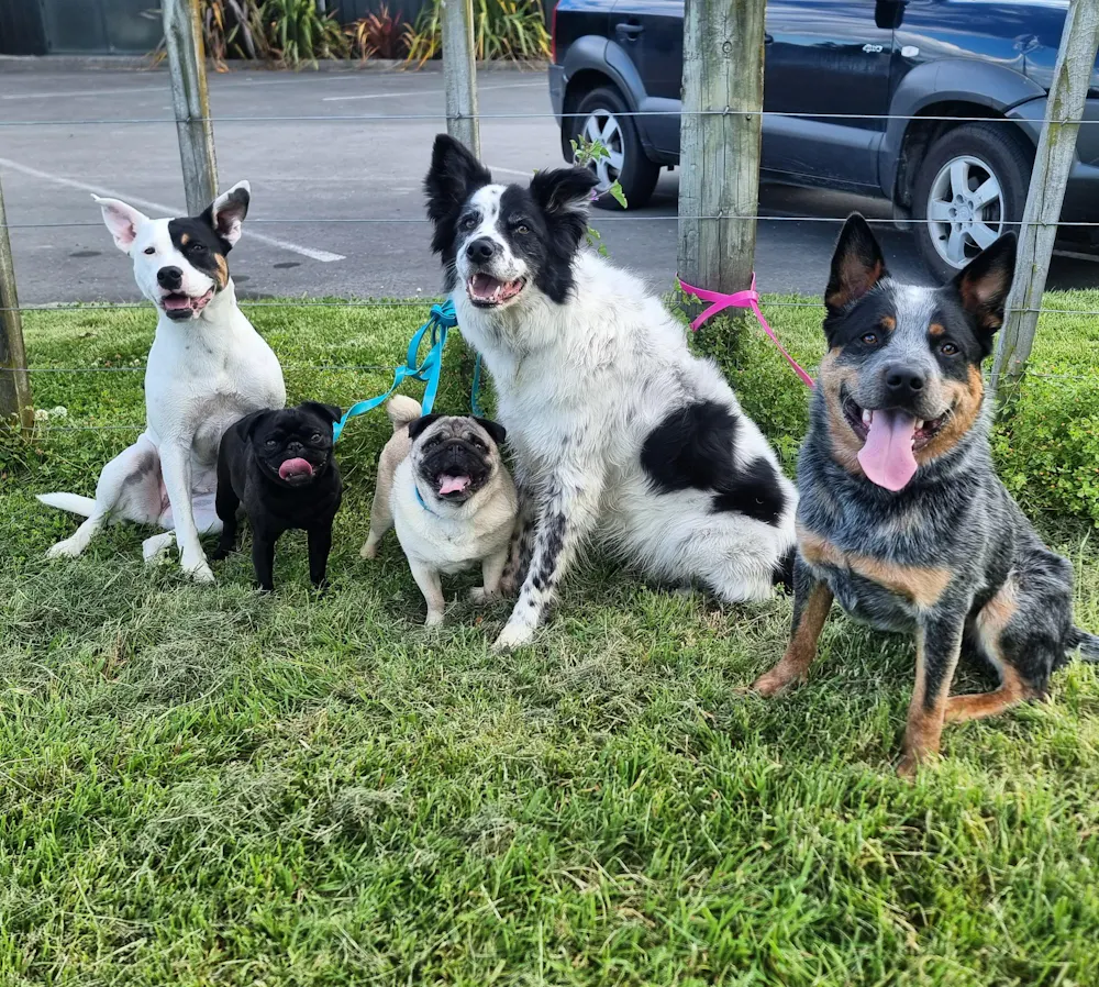 Find The Best Deals On Kooky Kibble Affordable Dog Cat Food NZ find-the-best-deals-on-kooky-kibble-affordable-dog-cat-food-nz
