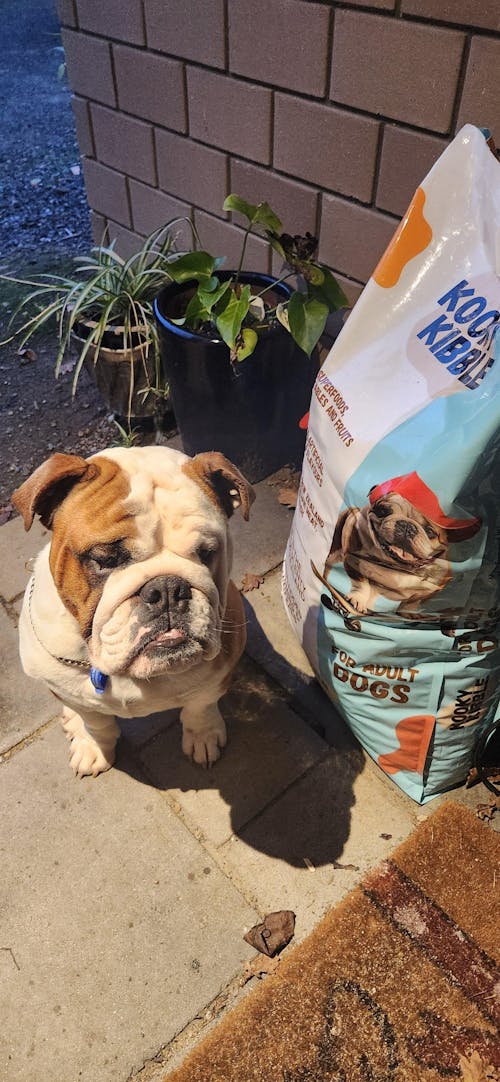 New Zealand Dog Food with Grains for Adult Dogs (12/24 KG)