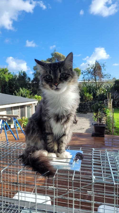 New Zealand Grain-Free Cat Food for All Life Stages (9 KG)