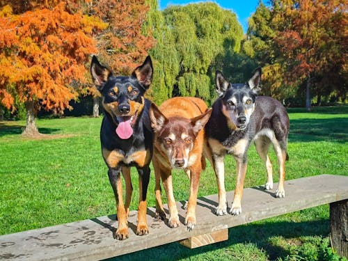 New Zealand Dog Food with Grains for Adult Dogs (12/24 KG)