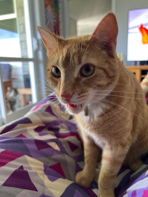 Freeze-Dried Meal Toppers/Treats