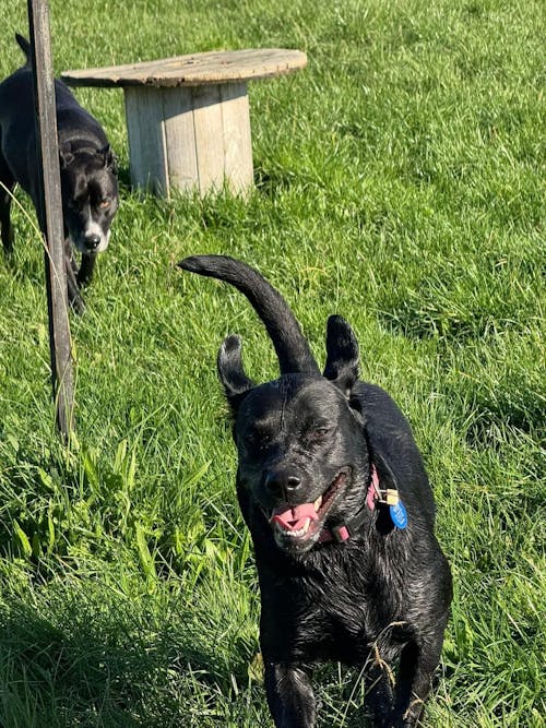 New Zealand Grain-Free Adult Dog Food (12/24 KG)