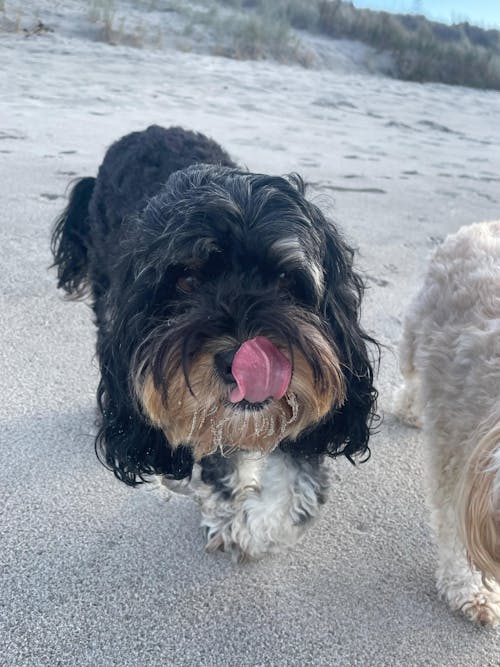 New Zealand Dog Food with Grains for Adult Dogs (12/24 KG)