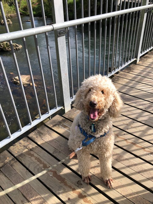 New Zealand Grain-Free Adult Dog Food (12/24 KG)