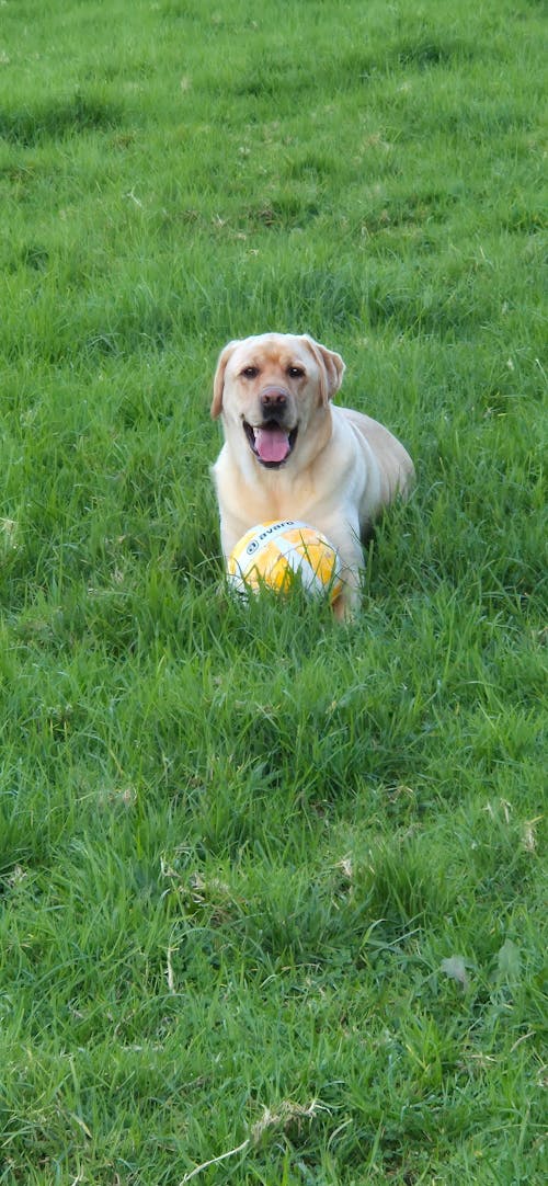 New Zealand Grain-Free Adult Dog Food (12/24 KG)